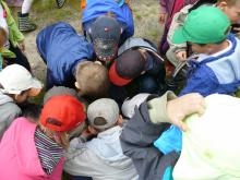 Czy sarna jest żoną jelenia?