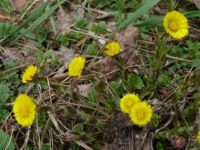 Złap wiosnę za nogi