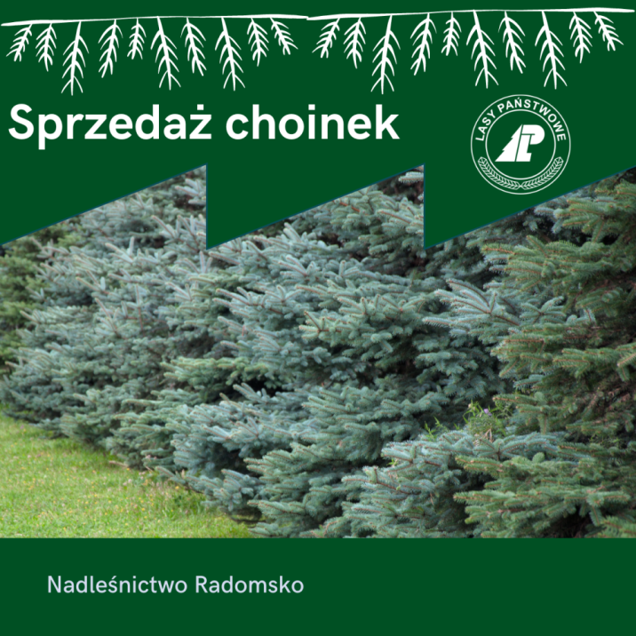 Plantacja&#x20;choinek&#x20;-&#x20;Leśnictwo&#x20;Folwarki