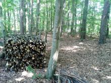 Postępowanie przy wycince w lesie prywatnym