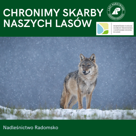 Chronimy skarby naszych lasów